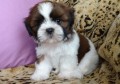 shih-tzu-en-adopcion-small-0