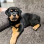 regalo-cachorro-de-rottweiler-para-adopcion-small-0