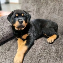 REGALO CACHORRO DE ROTTWEILER PARA ADOPCION