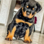 regalo-cachorro-de-rottweiler-para-adopcion-small-0