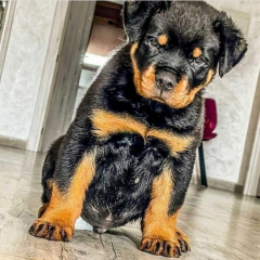 REGALO CACHORRO DE ROTTWEILER PARA ADOPCION