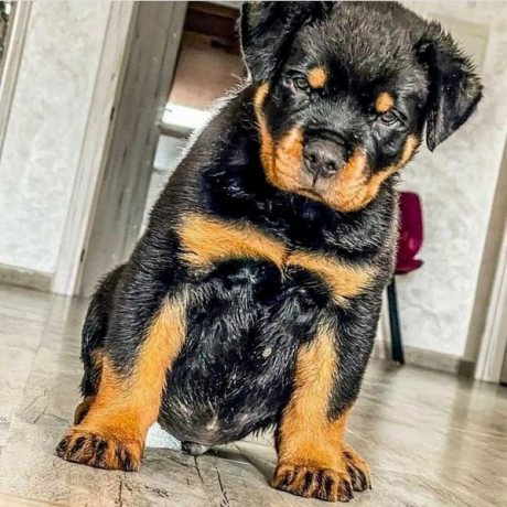 regalo-cachorro-de-rottweiler-para-adopcion-big-0