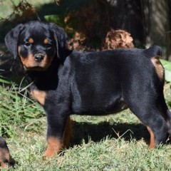 REGALO CACHORRO DE ROTTWEILER PARA ADOPCION