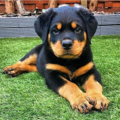 REGALO CACHORRO DE ROTTWEILER PARA ADOPCION