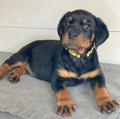 REGALO CACHORRO DE ROTTWEILER PARA ADOPCION