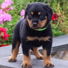 REGALO CACHORRO DE ROTTWEILER PARA ADOPCION