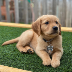 Regalo cachorro de GOLDEN RETRIEVER para adopcion