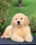 regalo-cachorro-de-golden-retriever-para-adopcion-small-0