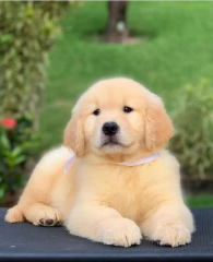 Regalo cachorro de GOLDEN RETRIEVER para adopcion