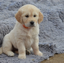 Regalo cachorro de GOLDEN RETRIEVER para adopcion