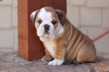 regalo-hermoso-bulldog-ingles-small-0