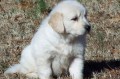 regalo-adorable-golden-retriever-small-0