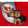 yorkshire-terrier-mf-small-0