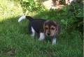 regalo-beagle-mf-small-0