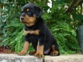 regalo-rottweiler-mf-small-0