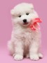 samoyedo-mf-small-0