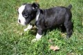 regalo-cachorro-boston-terrier-mf-small-0