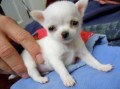 cachorro-chihuahua-mf-small-0