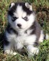 regalo-cachorro-de-husky-siberiano-mf-small-0