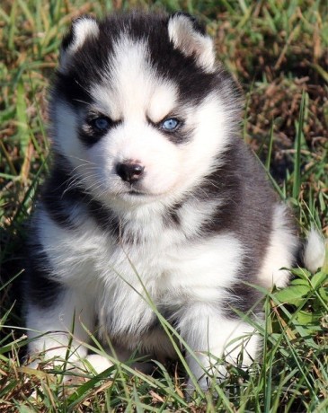 regalo-cachorro-de-husky-siberiano-mf-big-0