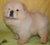 cachorro-chow-chow-mf-small-0