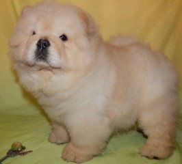 Cachorro Chow Chow M/F