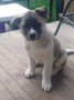 cachorro-akita-inu-mf-small-0