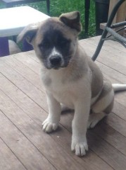 Cachorro Akita Inu M/F