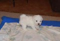 cachorro-bichon-frise-mf-small-0