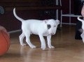 cachorro-bull-terrier-mf-small-0