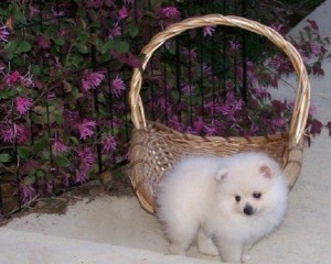 Regalo Cachorro de Pomerania M/F