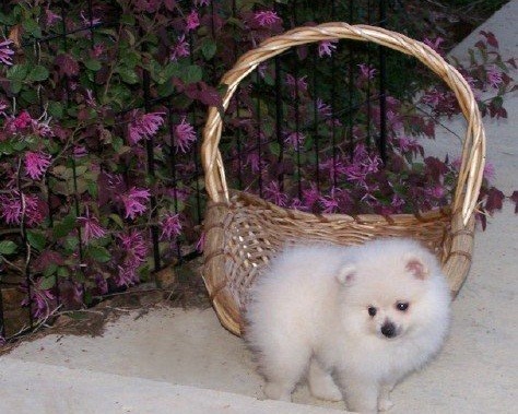 regalo-cachorro-de-pomerania-mf-big-0