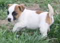 regalo-cachorro-jack-russell-terrier-mf-small-0