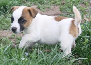 Regalo Cachorro Jack Russell Terrier M/F