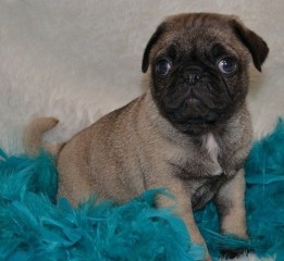 Cachorro Pug M/F