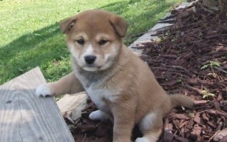 Regalo Cachorro Shiba Inu M/F