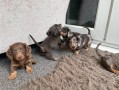 mini-dachshund-teckel-disponibles-small-0