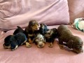 mini-dachshund-teckel-disponibles-small-1