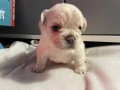 perritos-bulldog-frances-visual-esponjoso-small-3