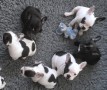 perritos-bulldog-frances-visual-esponjoso-small-1