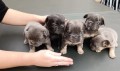 perritos-bulldog-frances-visual-esponjoso-small-2