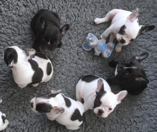 perritos-bulldog-frances-visual-esponjoso-big-1