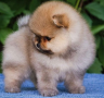 regalo-cachorro-de-pomeranian-mini-toy-para-adopcion-small-0