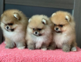 regalo-cachorro-de-pomeranian-mini-toy-para-adopcion-small-0