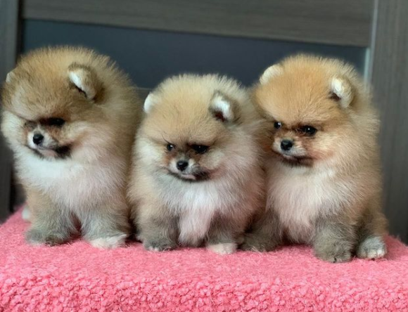 regalo-cachorro-de-pomeranian-mini-toy-para-adopcion-big-0