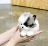 regalo-cachorro-de-pomeranian-mini-toy-para-adopcion-small-0