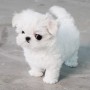 regalo-cachorro-de-bichon-maltes-mini-para-adopcion-small-0