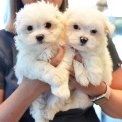 Regalo cachorro de bichon maltes mini para adopcion