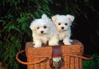 Regalo cachorro de bichon maltes mini para adopcion