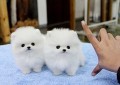 regalo-cachorro-pomerania-whatsapp-34603920008-small-0